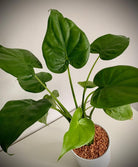 Alocasia Cucullata 'Buddha's Hand' in white pot with small brown pebbles- Plant Studio LLC