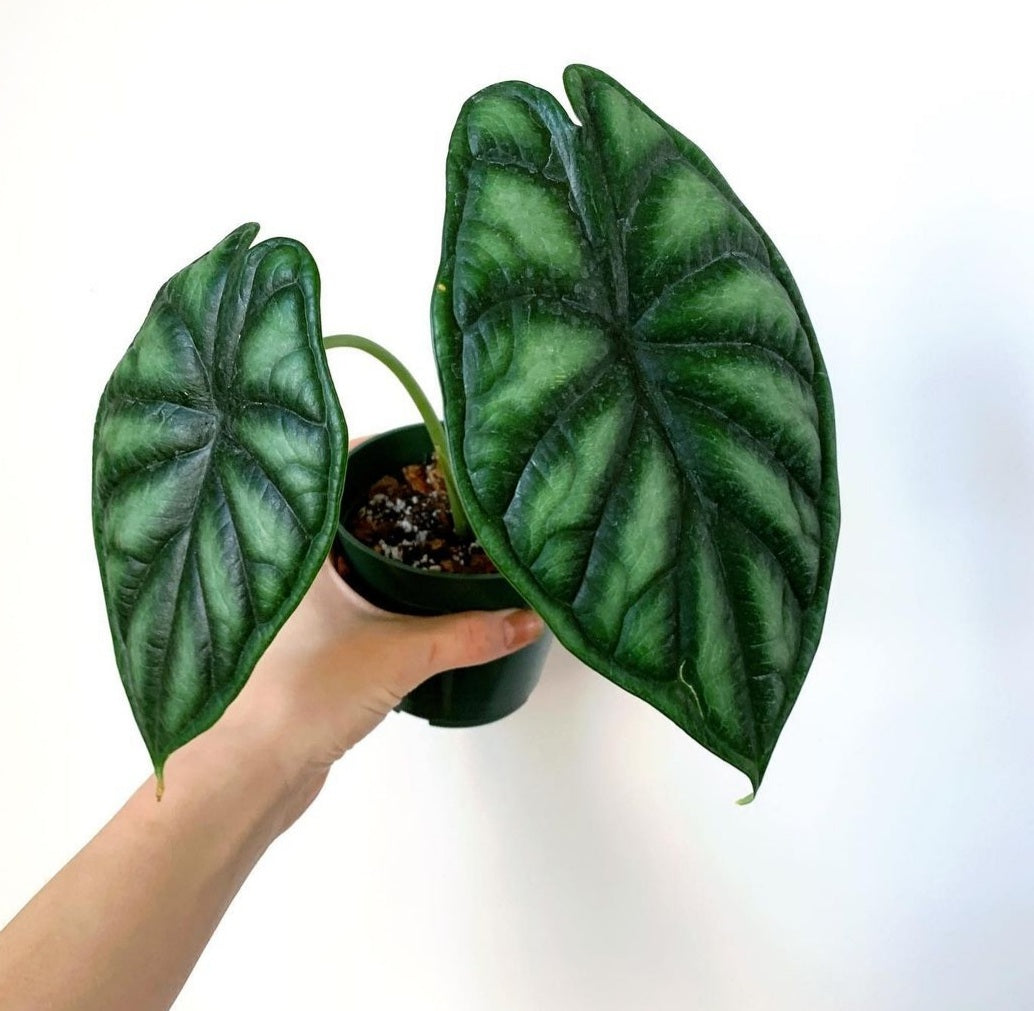 Alocasia Green Dragon in small black pot with one hand holding- Plant Studio LLC