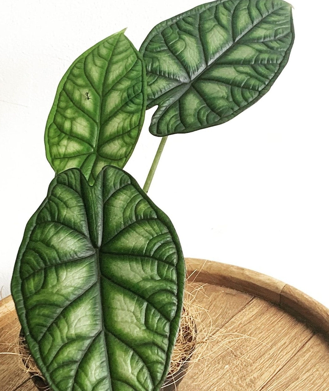 Alocasia Green Dragon