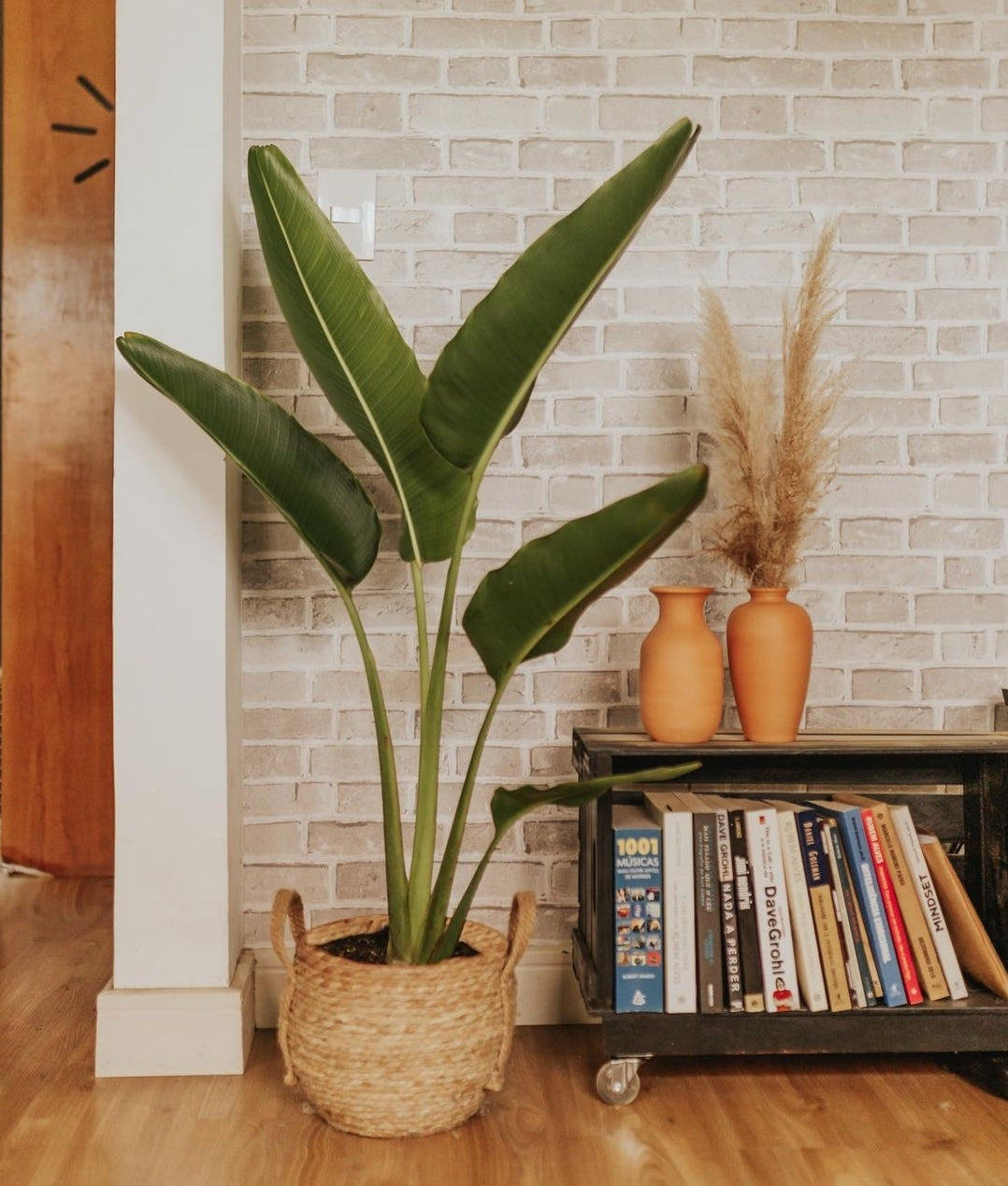 Ravenala Madagascariensis 'Traveller's Palm' - Plant Studio LLC