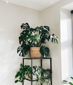 Monstera Deliciosa - Large