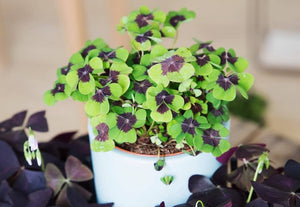 Oxalis Deppei