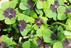 Oxalis Deppei
