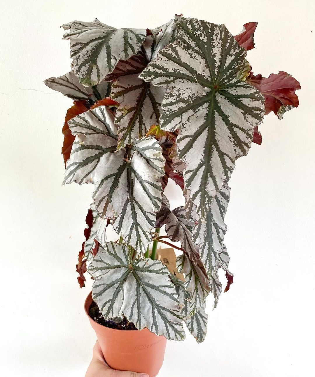 Begonia Highway - Plant Studio LLC