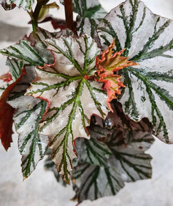 Begonia Highway
