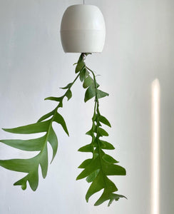 Epiphyllum Chrysocardium