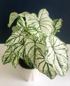 Caladium White Christmas