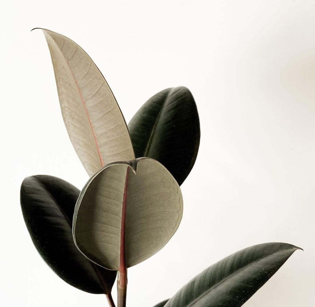 Ficus Elastica (Rubber Plant) - Plant Studio LLC