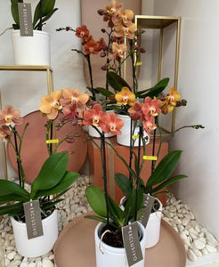 Orange Orchid