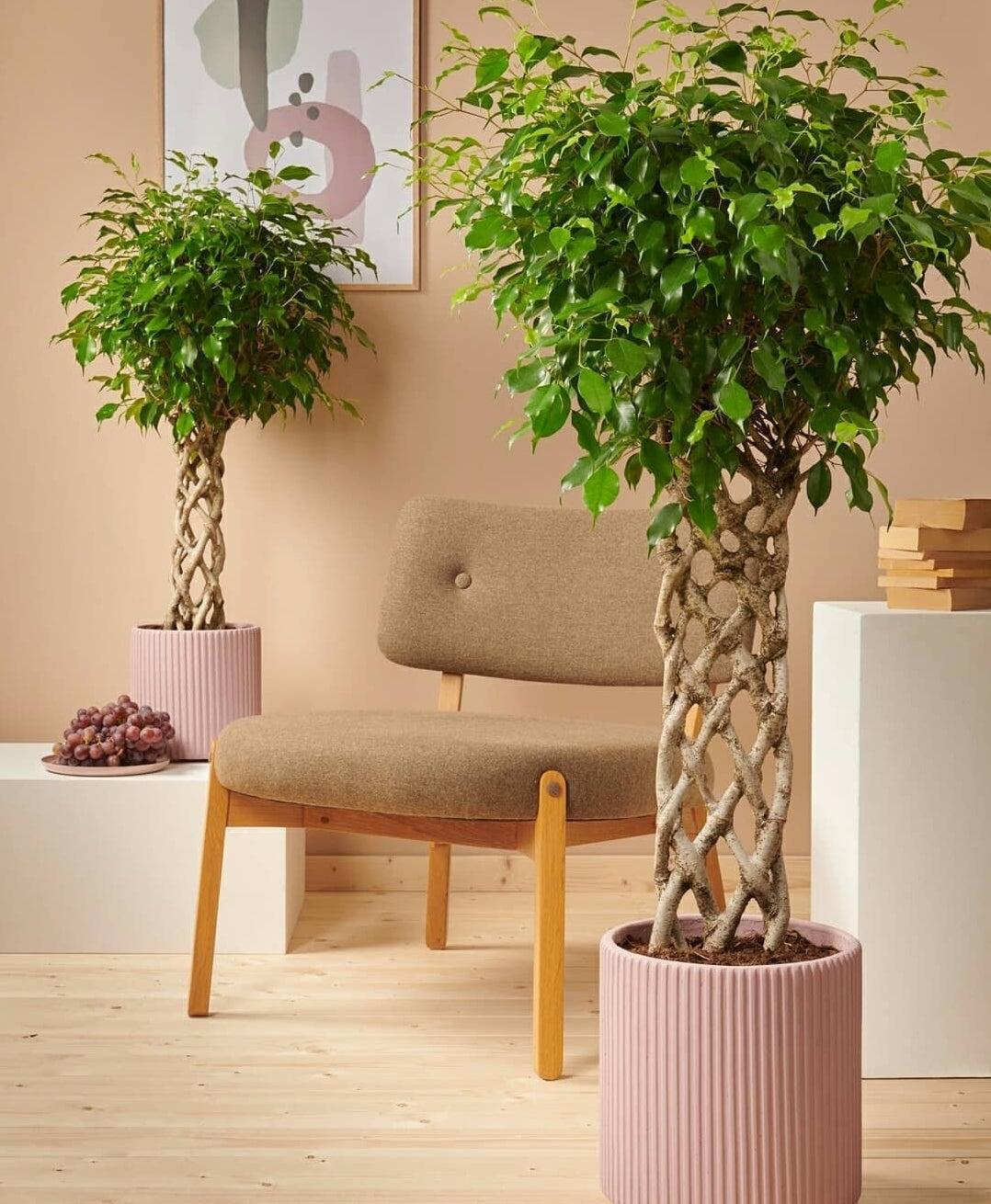 Ficus Benjamina Special Trunk - Plant Studio LLC