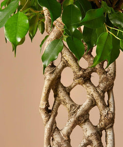 Ficus Benjamina Special Trunk