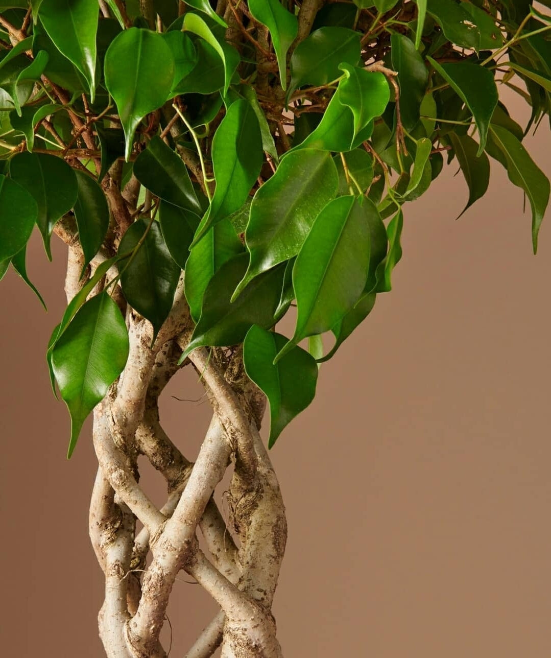 Ficus Benjamina Special Trunk - Plant Studio LLC
