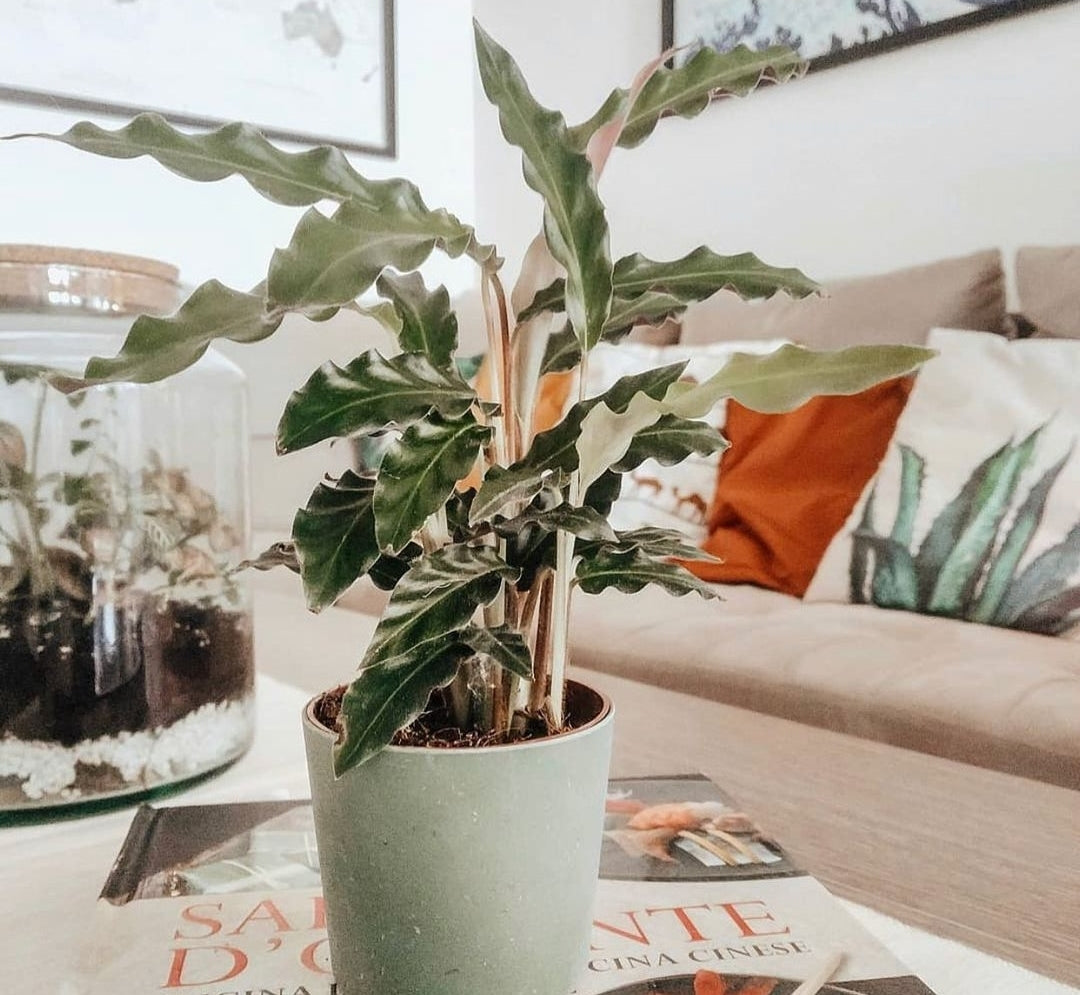 Calathea Rufibarba