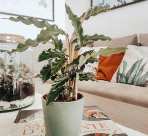 Calathea Rufibarba