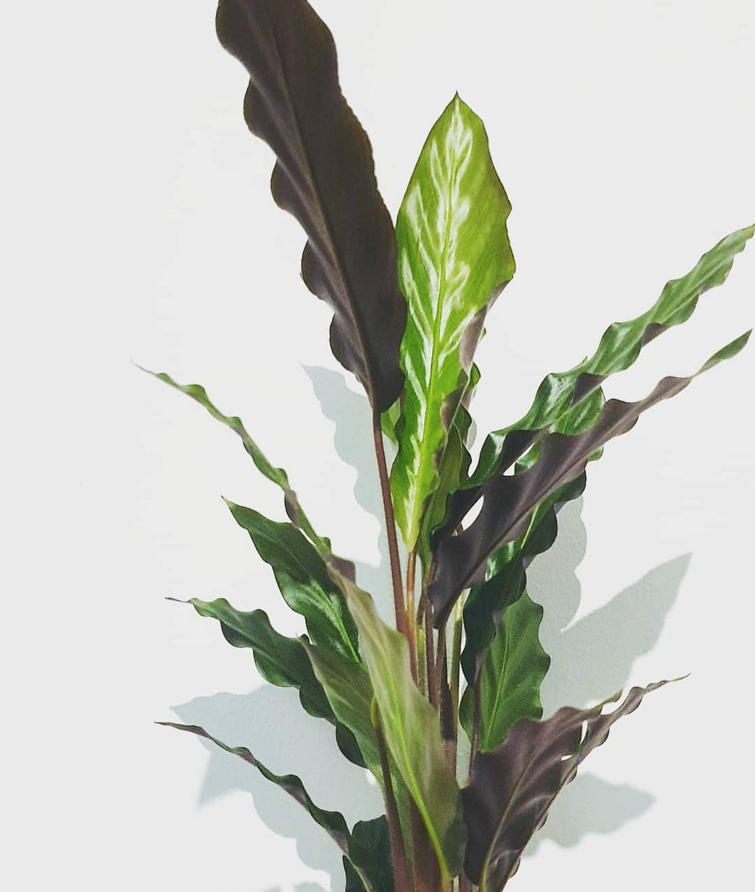 Calathea Rufibarba