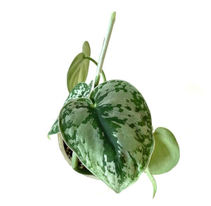 Scindapsus Exotica 'Satin Pothos'