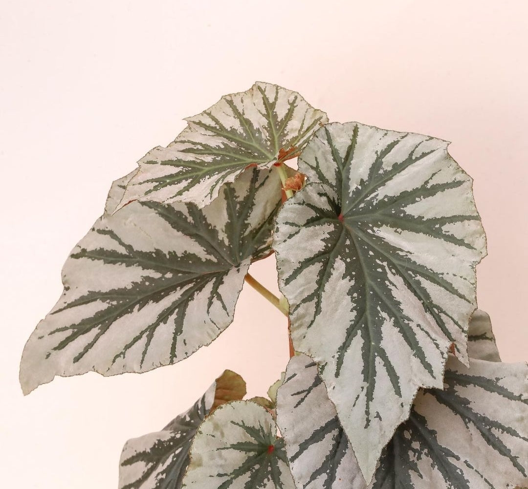 Begonia Looking Glass