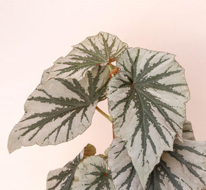 Begonia Looking Glass