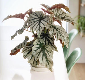 Begonia Looking Glass