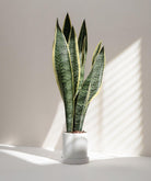 Sansevieria Laurentii - Snake Plant - Plant Studio LLC