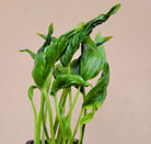 Epipremnum Aureum Shangrila - Plant Studio LLC