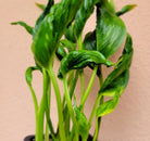 Epipremnum Aureum Shangrila - Plant Studio LLC