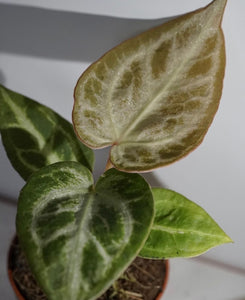 Anthurium Chrystallinum