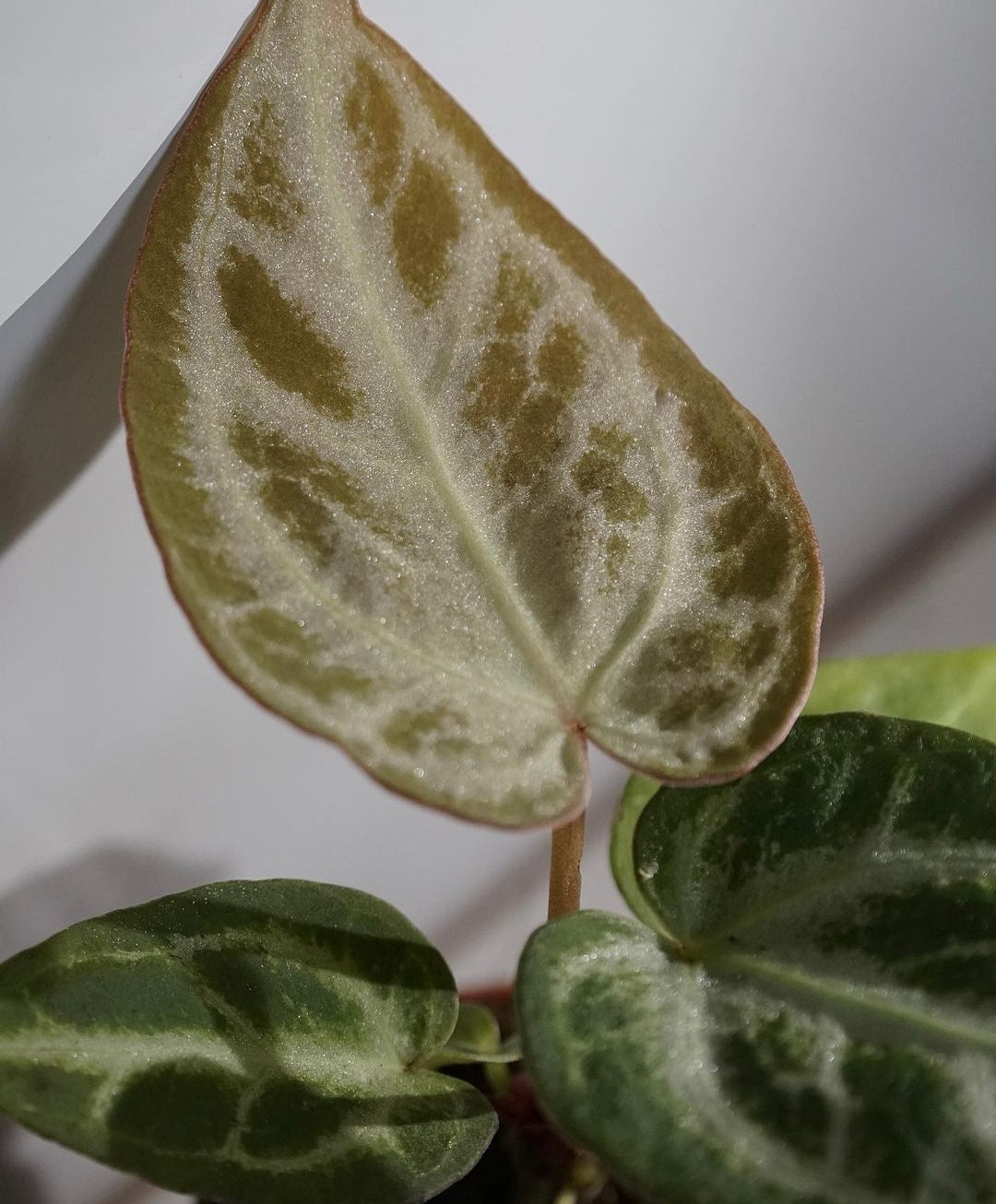 Anthurium Chrystallinum - Plant Studio LLC