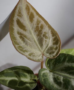 Anthurium Chrystallinum