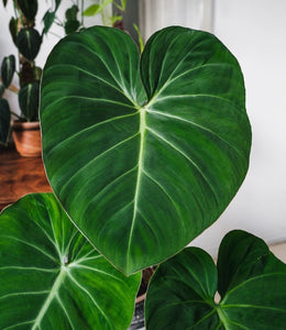 Rare Philodendron Gloriosum