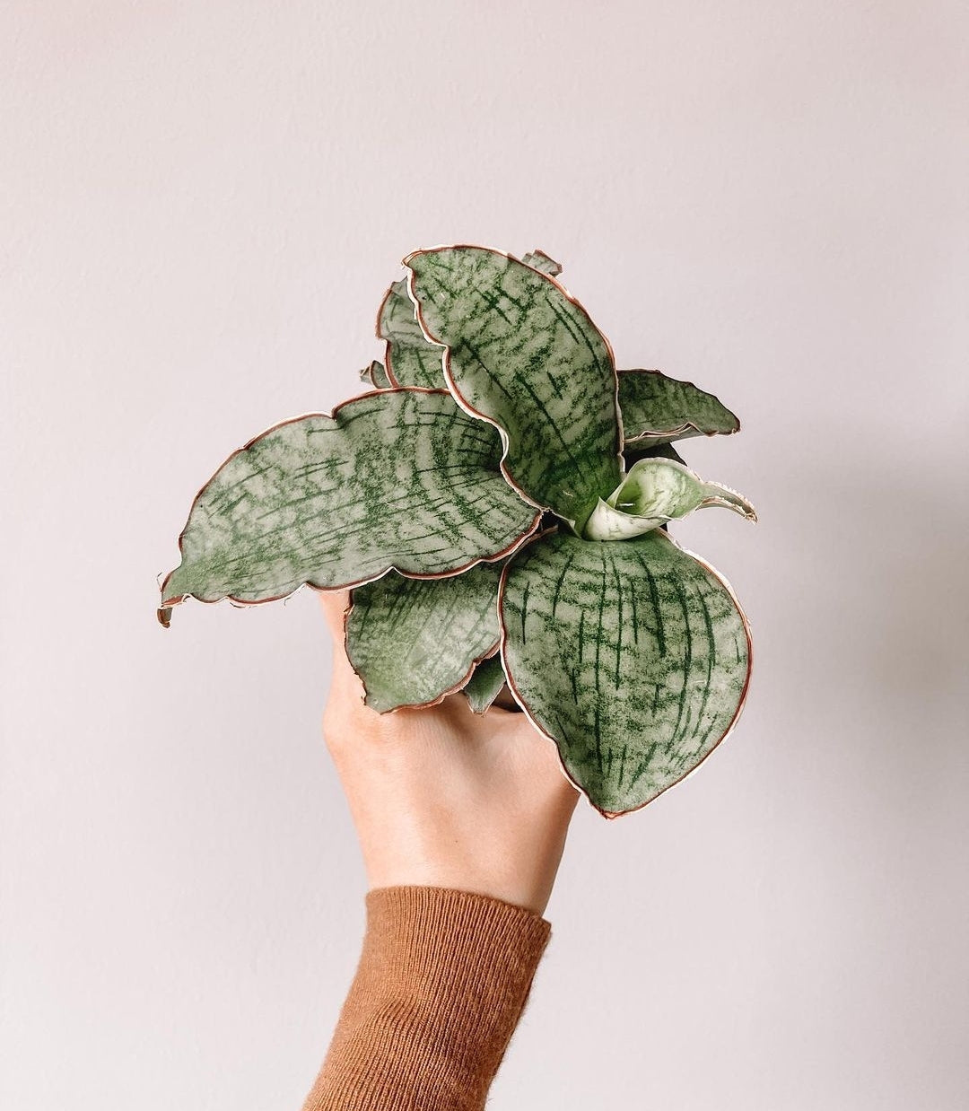 Sansevieria ‘Star Green Granite' - Plant Studio LLC