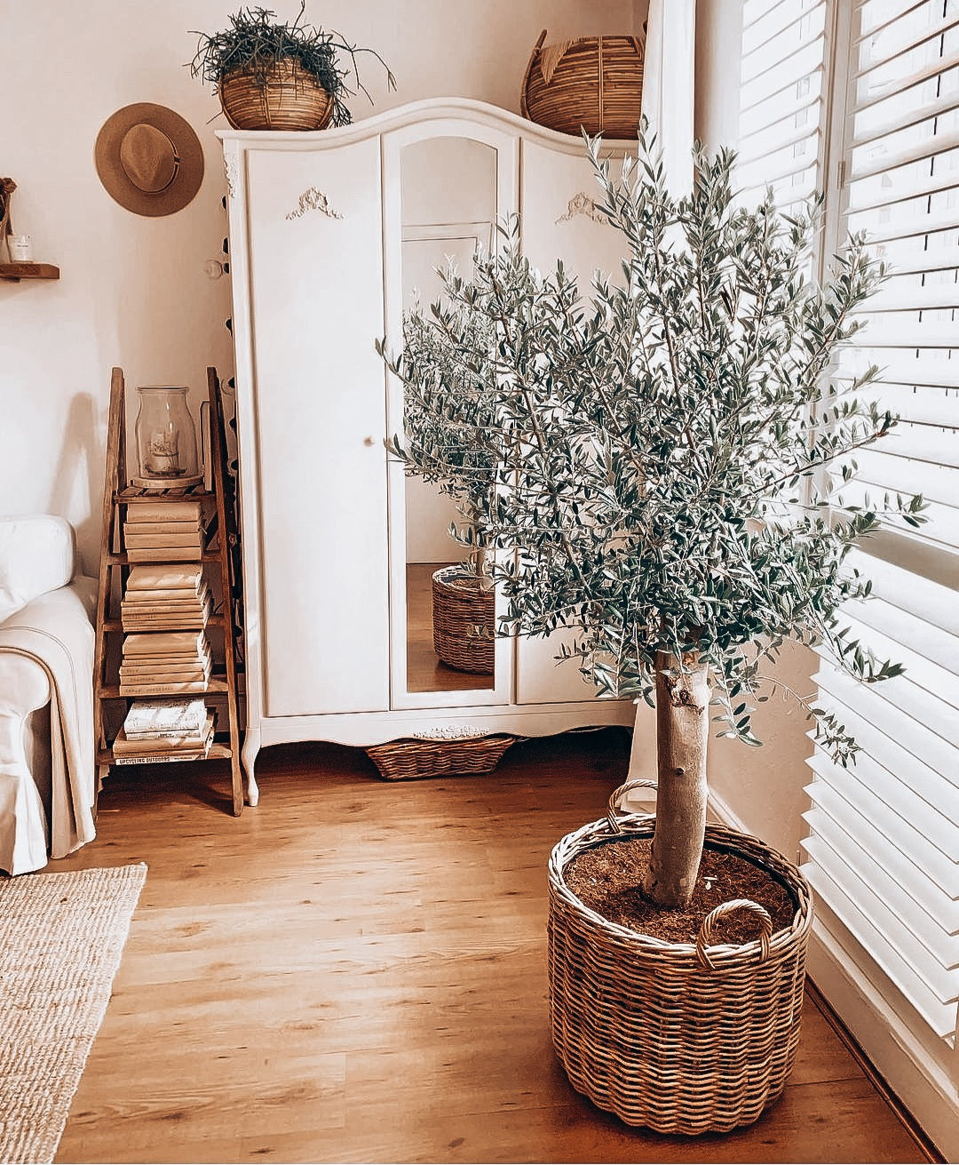Olea Europaea 'Olive Tree' 150cm -160cm - Plant Studio LLC