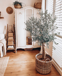 Olea Europaea 'Olive Tree' 150cm -160cm