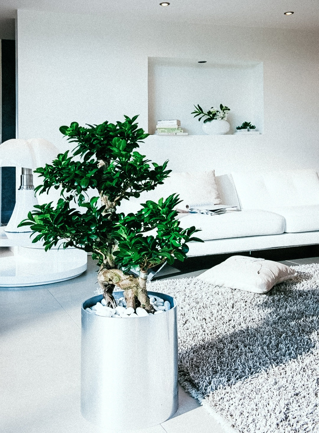 Ficus Bonsai 'Japanese shape'