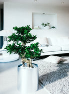 Ficus Bonsai 'Japanese shape' - Plant Studio LLC