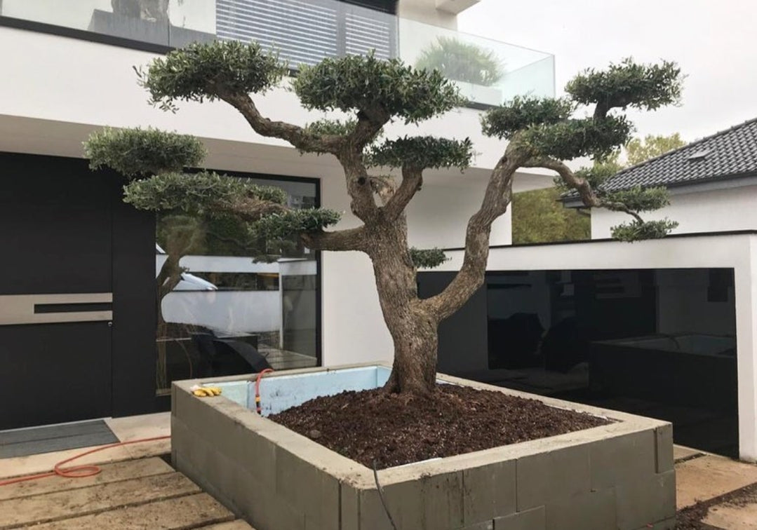 Olive Bonsai