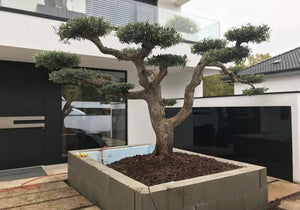 Olive Bonsai