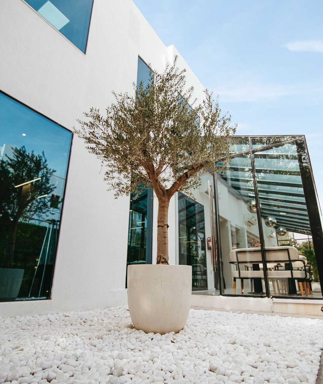 Olive Tree Branched - Plant Studio LLC