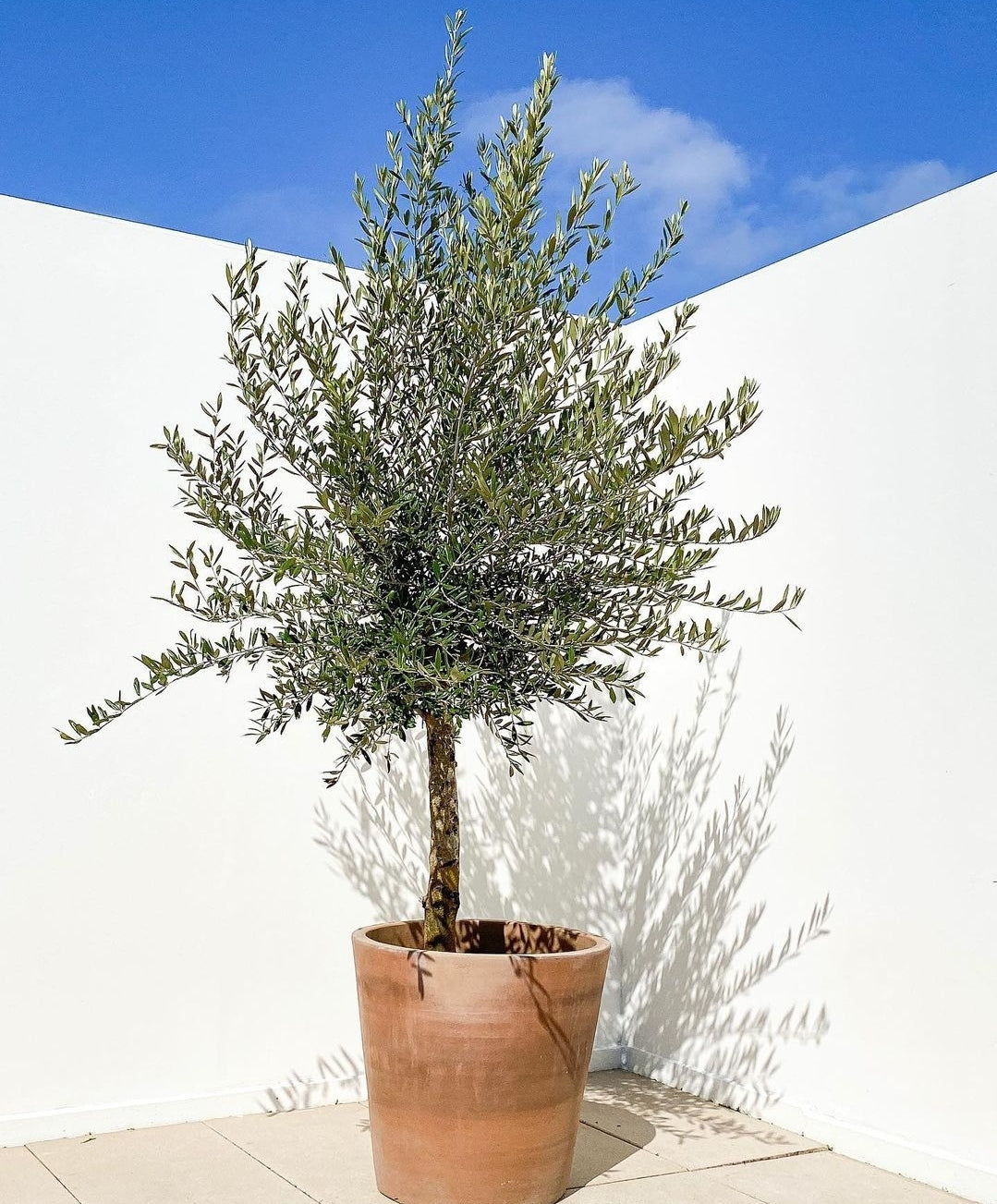 Olive Tree 2-2.4 meters