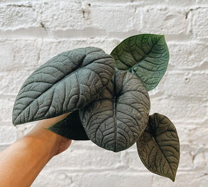 Alocasia Melo