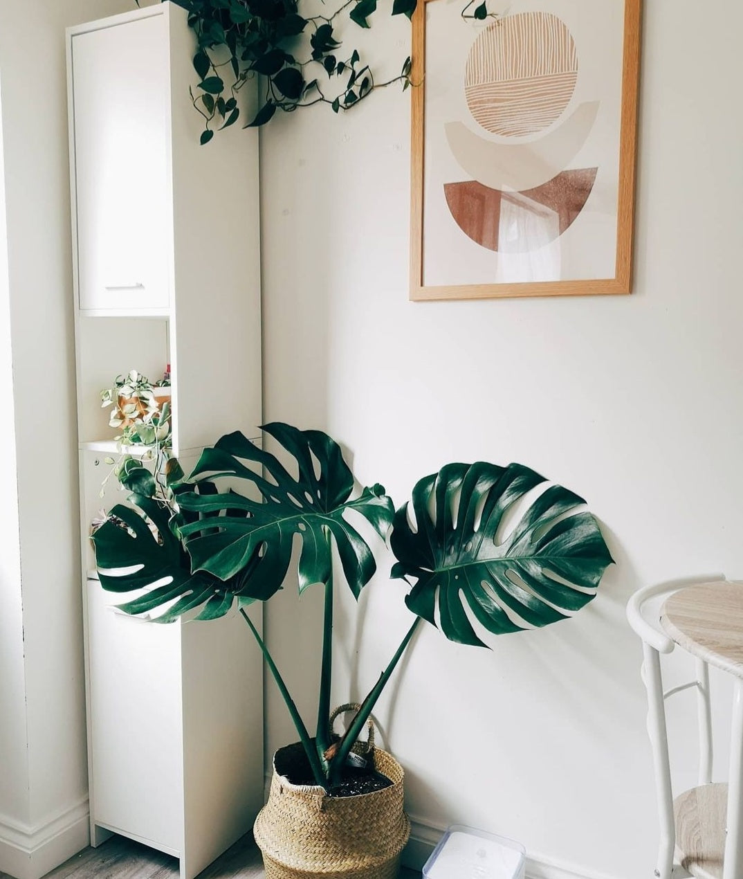 Monstera Deliciosa Large Form - Plant Studio LLC