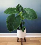 Alocasia Gageana in white pot placed on floor with blue gradient background- Plant Studio LLC
