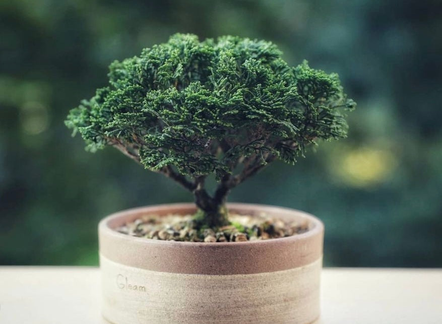 Bonsai Chamaecyparis - Plant Studio LLC