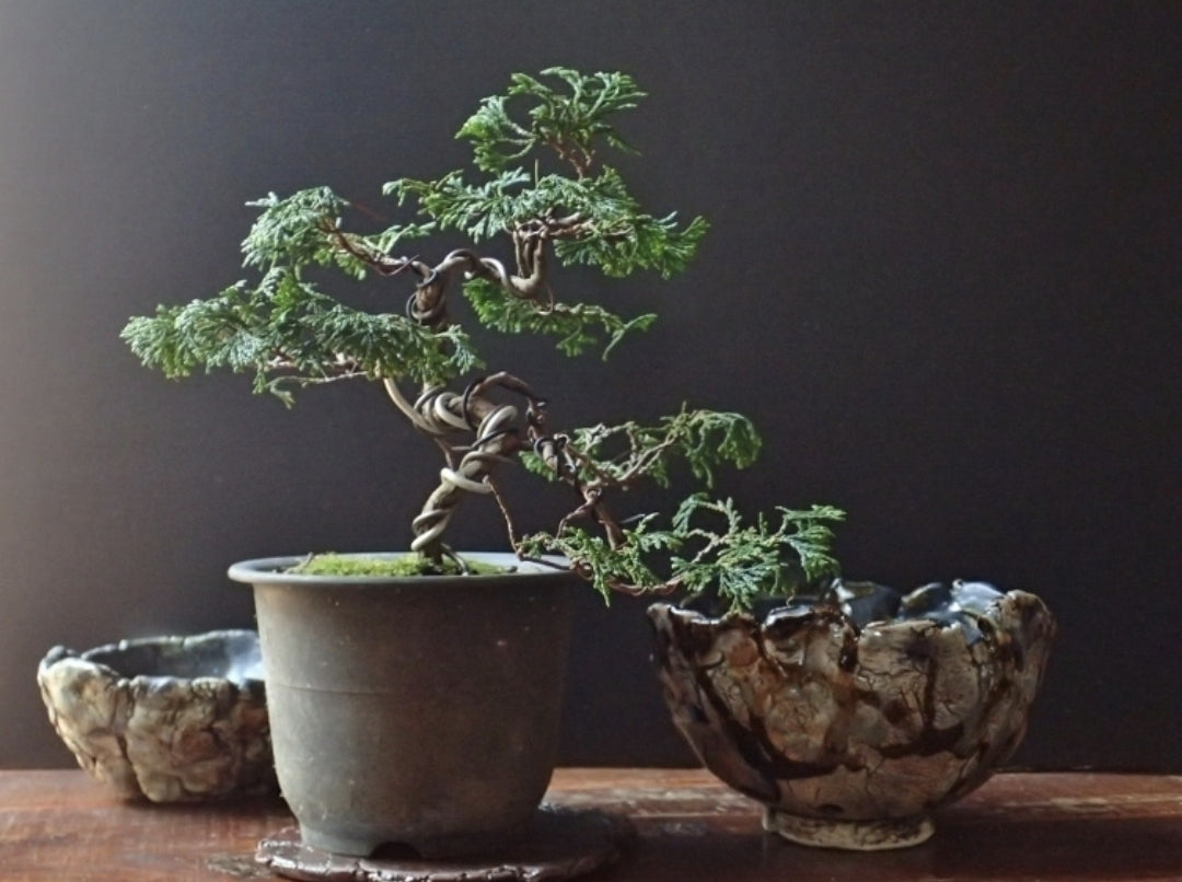 Juniper Chinensis Bonsai