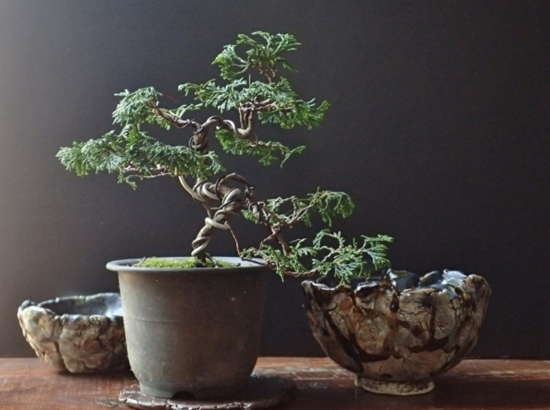 Juniper Chinensis Bonsai - Plant Studio LLC