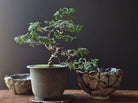 Juniper Chinensis Bonsai - Plant Studio LLC