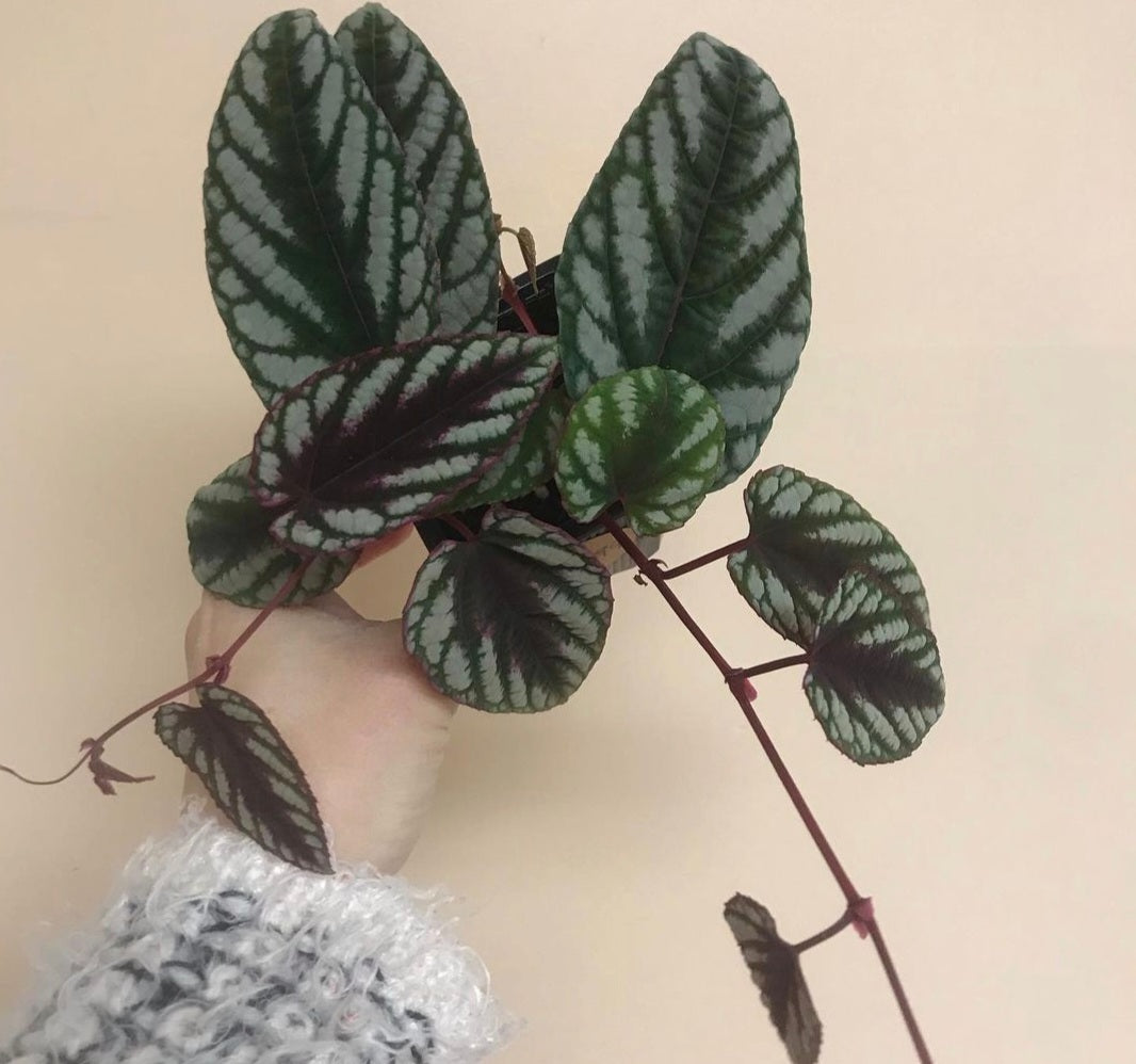 Cissus Discolor