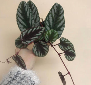 Cissus Discolor