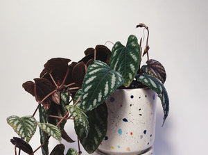 Cissus Discolor