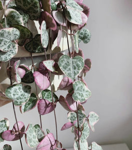 Ceropegia Woodii 'Variegated String of Hearts' White/Pink